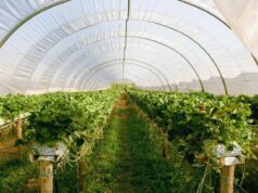 Stanowisko resortu w sprawie sytuacji rolników prowadzących działy specjalne produkcji rolnej