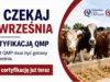 Nie czekaj do września z certyfikacją QMP – umów audyt gospodarstwa już dziś