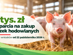 Rusza wsparcie dla hodowców trzody – 1000 i 2000 zł dopłaty